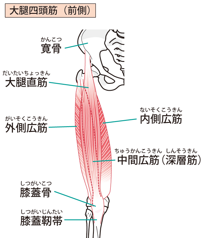 大腿四頭筋とは その働きは 理学療法士が教えるヨガ解剖学vol 1 Iwahashiyoko Yoga Yogatherapy
